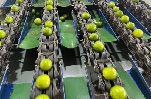 Tecnologia de ponta tem sido vital para o crescimento dos limões da Katira