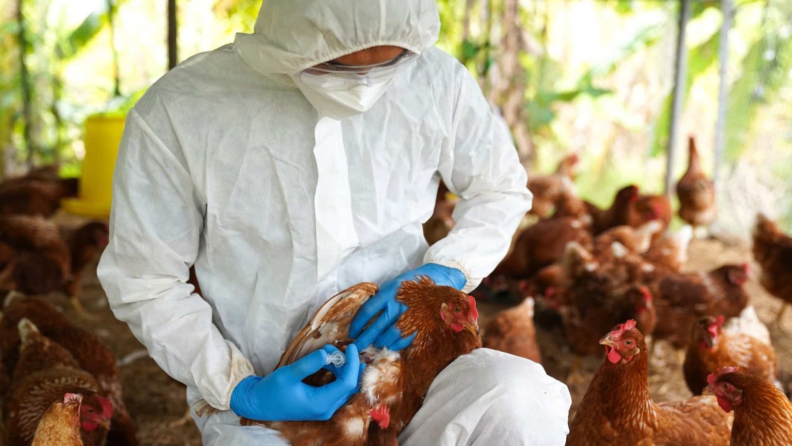 Gripe aviária: Brasil na expectativa de voltar a ser considerado livre do vírus H5N1.