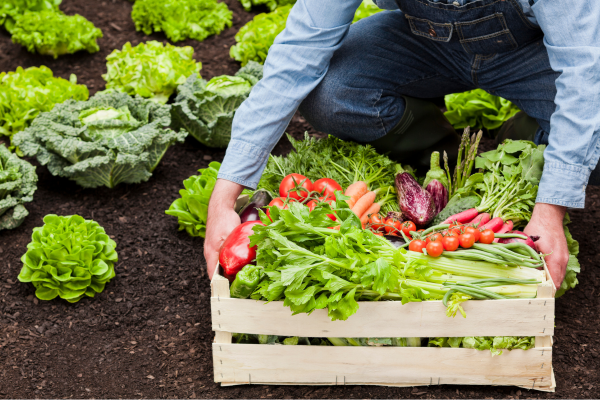 Hortifruti inaugura loja voltada exclusivamente para produtos orgânicos