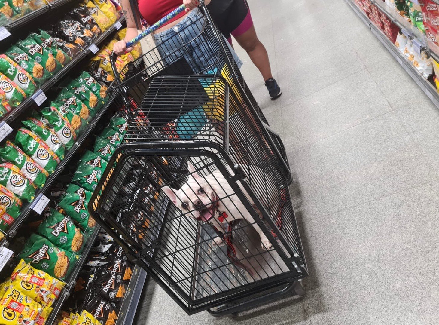 Prezunic amplia número de lojas ‘Pet Friendly’ no Rio