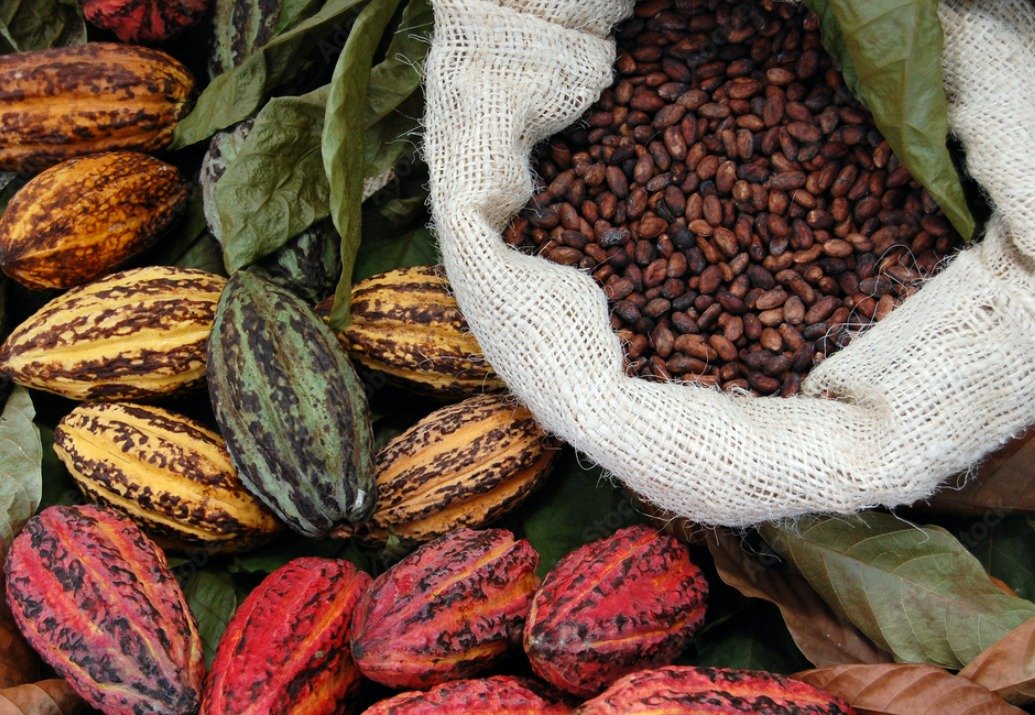 Cacau brasileiro ganha destaque no mercado internacional