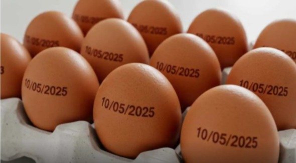 Identificação nos ovos. Saiba as últimas notícias sobre o tema!